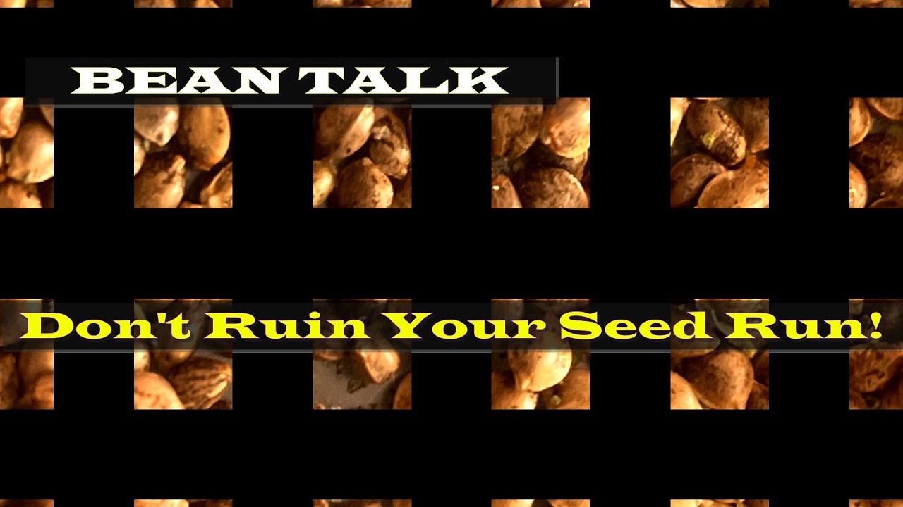 Don't Ruin Your Seed Run!