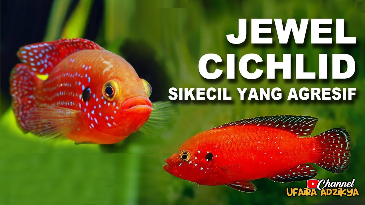 IKAN KECIL CANTIK DAN AGRESIF, RED JEWEL CICHLID, IKAN CICHLID