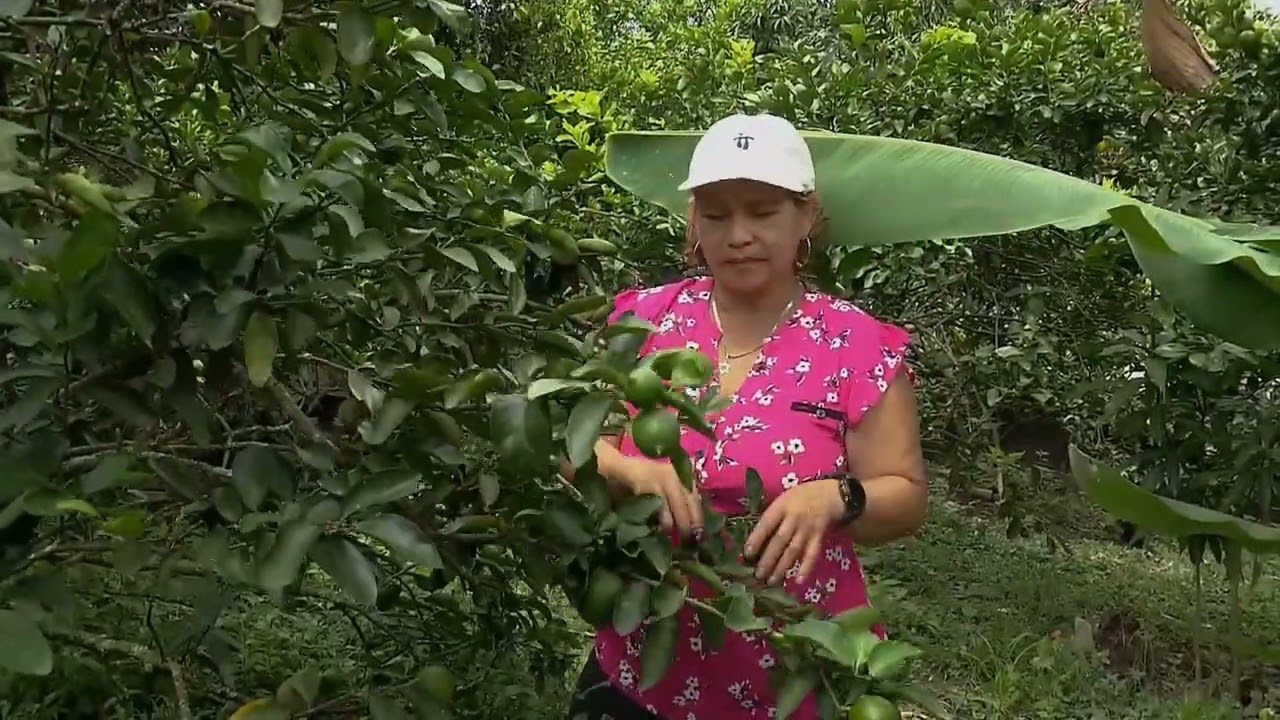 Cultivos asociados en peque&ntilde;o espacio - La Finca de Hoy