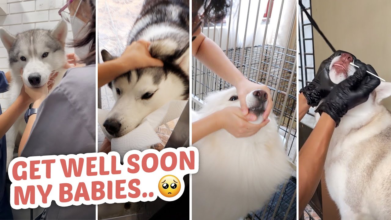 4 out of 5 ng mga husky ko MAY SAKIT..