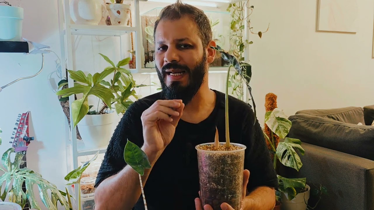 Self watering planters update #plants  #plantlover  #hydroponics