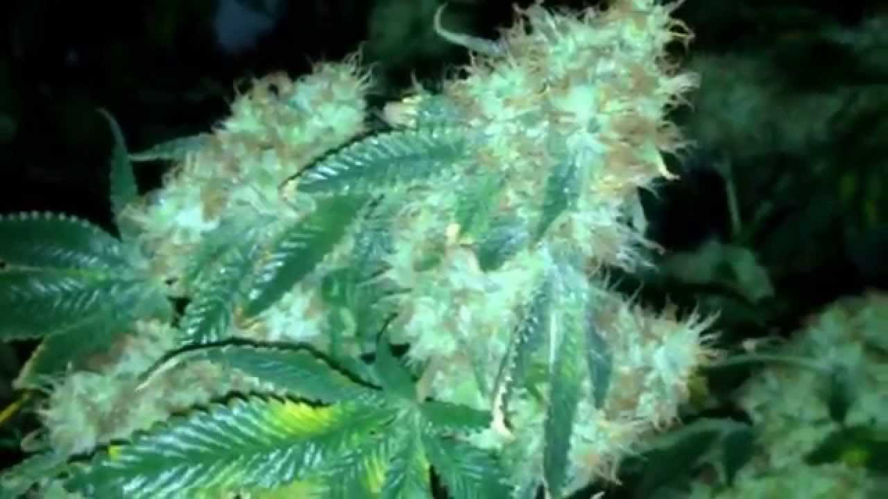 12k SFV OG night shots before harvest.