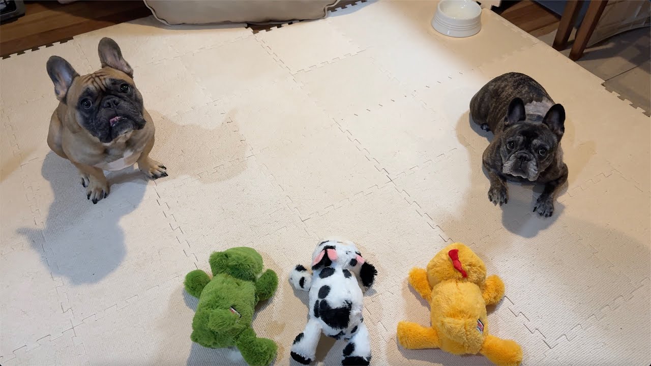 French Bulldog Mini Party - French Bulldog Celebrates Recovery from !!SUCCESSFUL!! Cancer Surgery