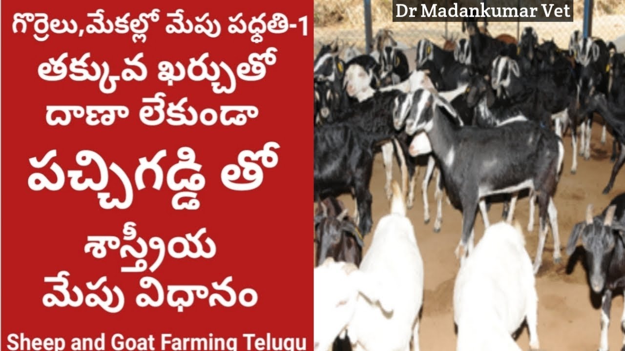 Feeding Sheep, Goat on Green Fodder without Concentrate Feed Telugu |Dr. Madankumar Vet