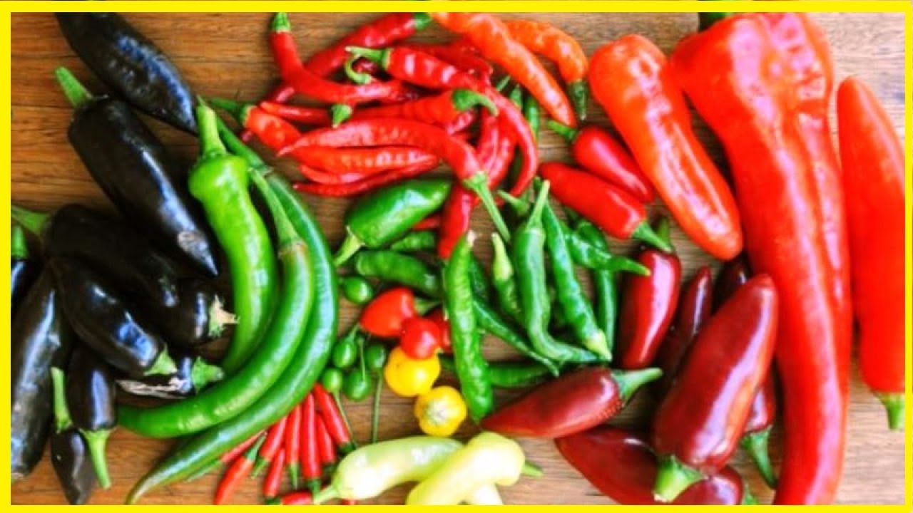 جني محصول الفلفل الحار على السطح صيف 2021🌶🌶🌶🌶🌶