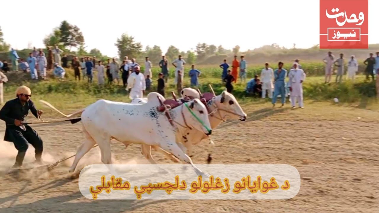 د نوښار په زنډو بانډه کښې د غوايانو زغلولو روايتي خوندورې مقابلې،دوحدت نيوز رپورټ ته مو پام غواړو
