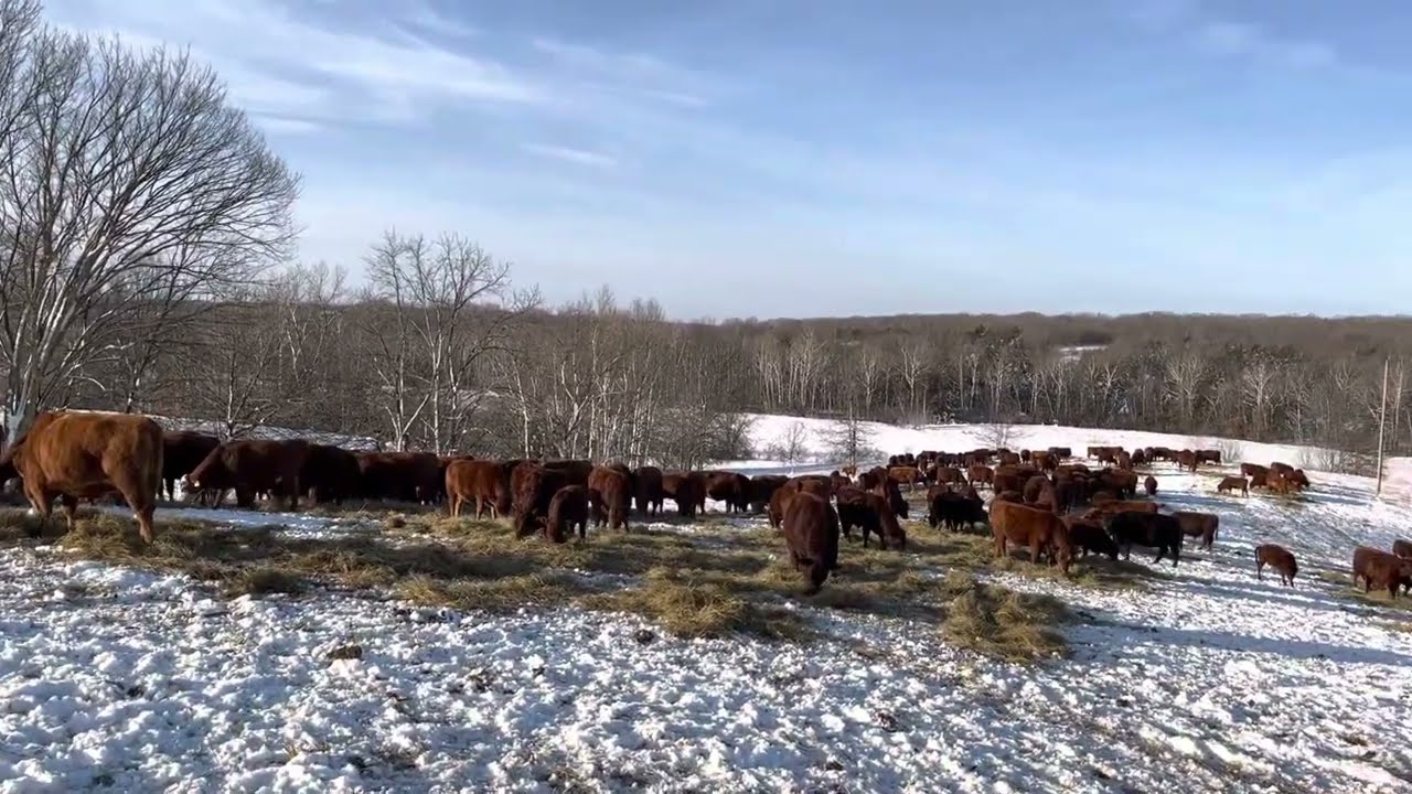10,000-dollar bills mixed in with our unrolled hay and winter stockpile.