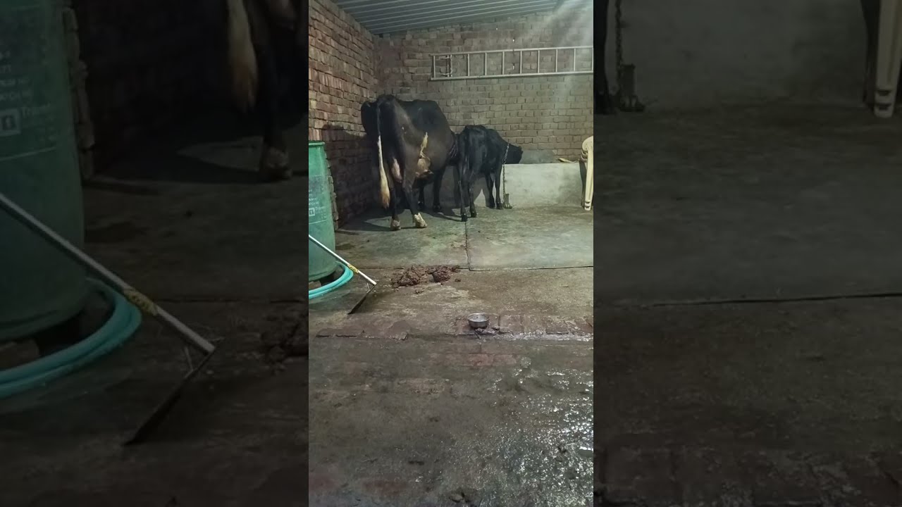 Gau Sevak 🙏 is live
