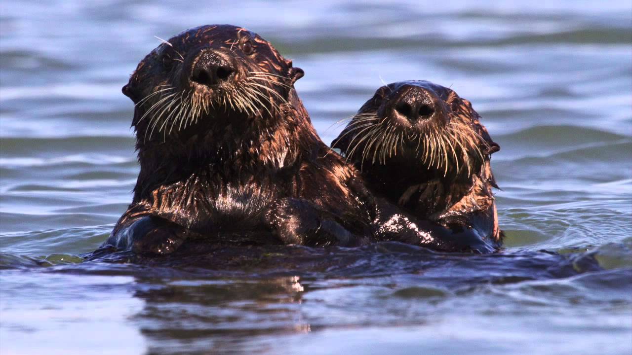California Sea Otters