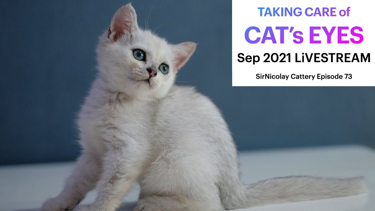 Taking Care of Cat's Eyes