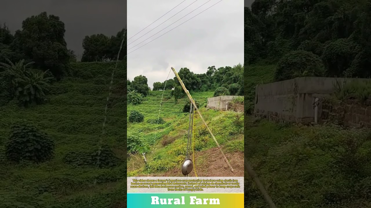 The extraordinary talent of farmers: Crop Protection Elastic Iron Basins to Scare Birds