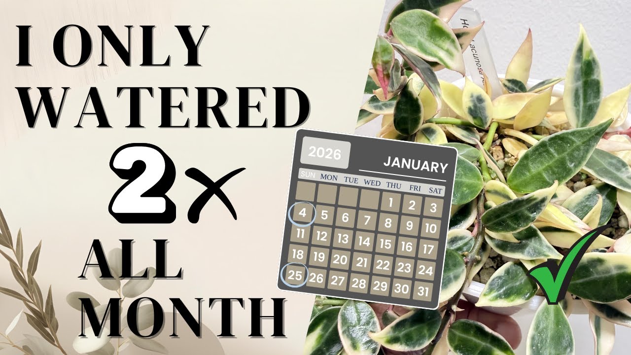 How to Water Hoyas in Winter (The One Thing Everyone Gets Wrong)