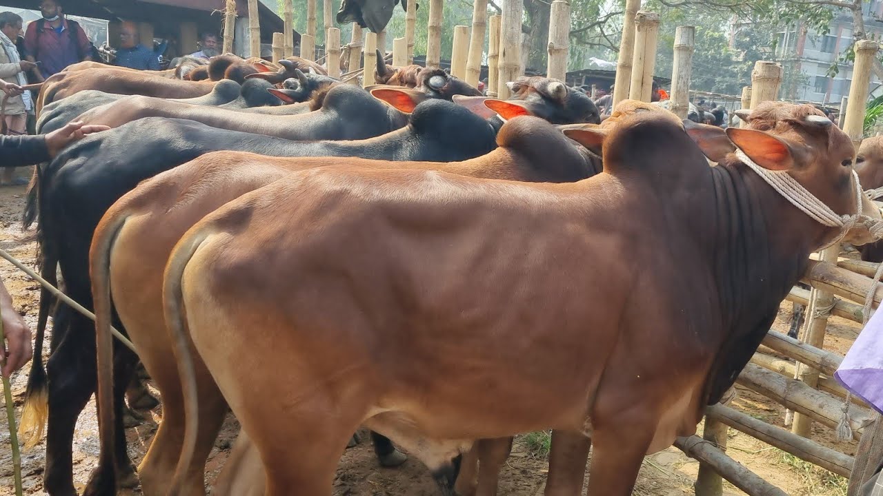 @আজ ৬ ফেব্রুয়ারী ২৬ | ২৬ কোরবানি উপযোগী ষাঁড় গরুর দাম | আমবাড়ি হাট | দিনাজপুর 