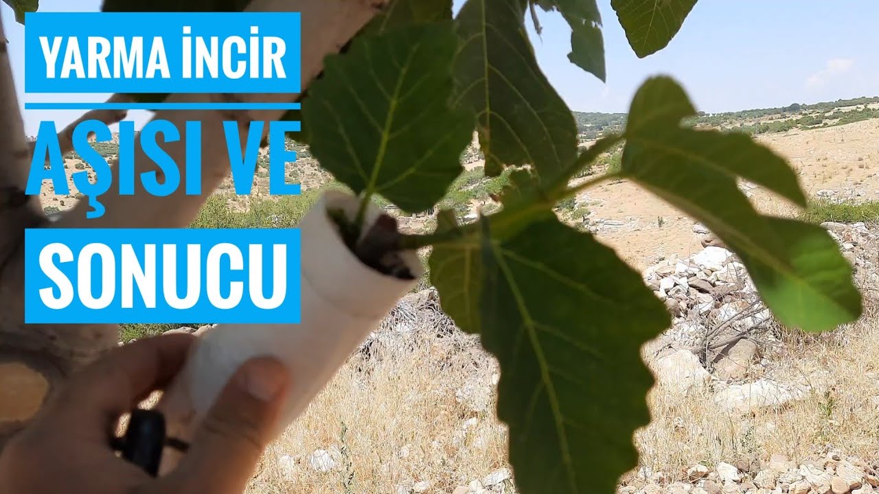 YARMA İNCİR AŞISI ve SONUCU..