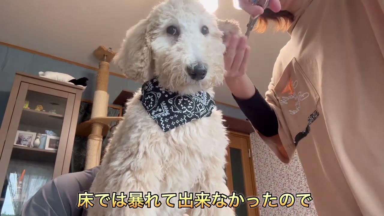 #20スタンダードプードルを迎えて❣️カットの予約が出来ない❗️ひたすらセルフカット❗️