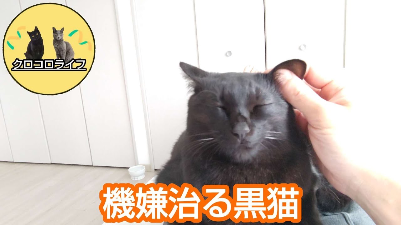 機嫌悪いので遊んであげたら最後は超甘えモードになった黒猫の巻。