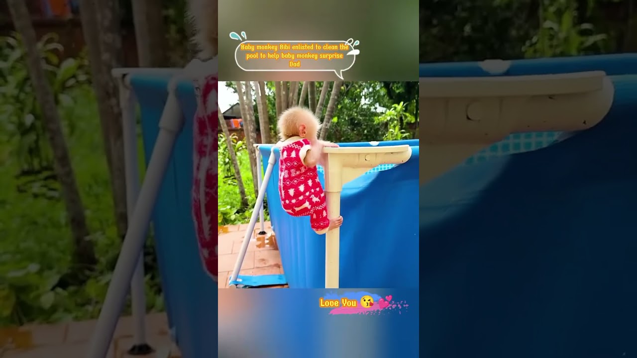 Baby monkey Bibi enlisted to clean the pool to help baby monkey surpr...