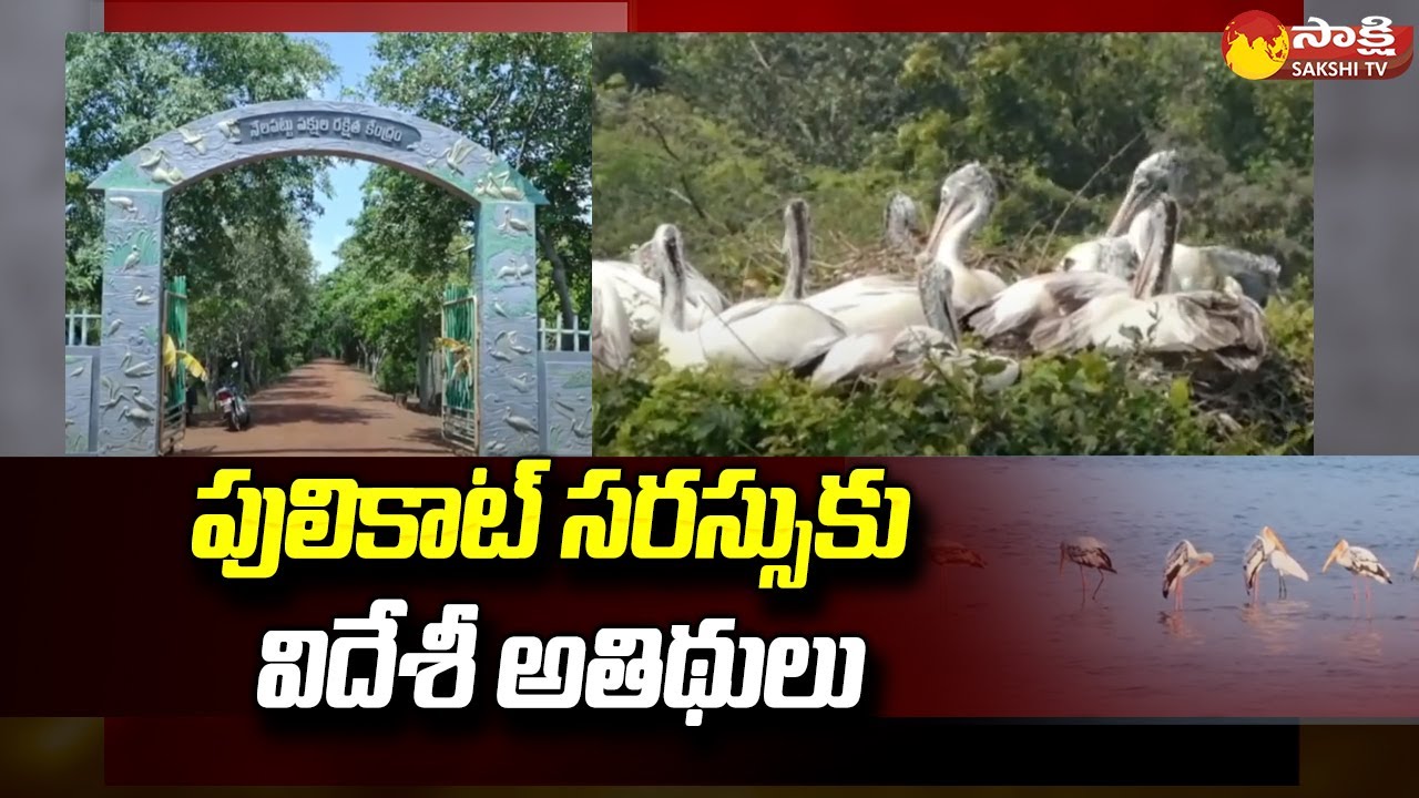 Pulicat Lake Bird Sanctuary | Migratory Birds Start Arriving at Pulicat | Sakshi TV