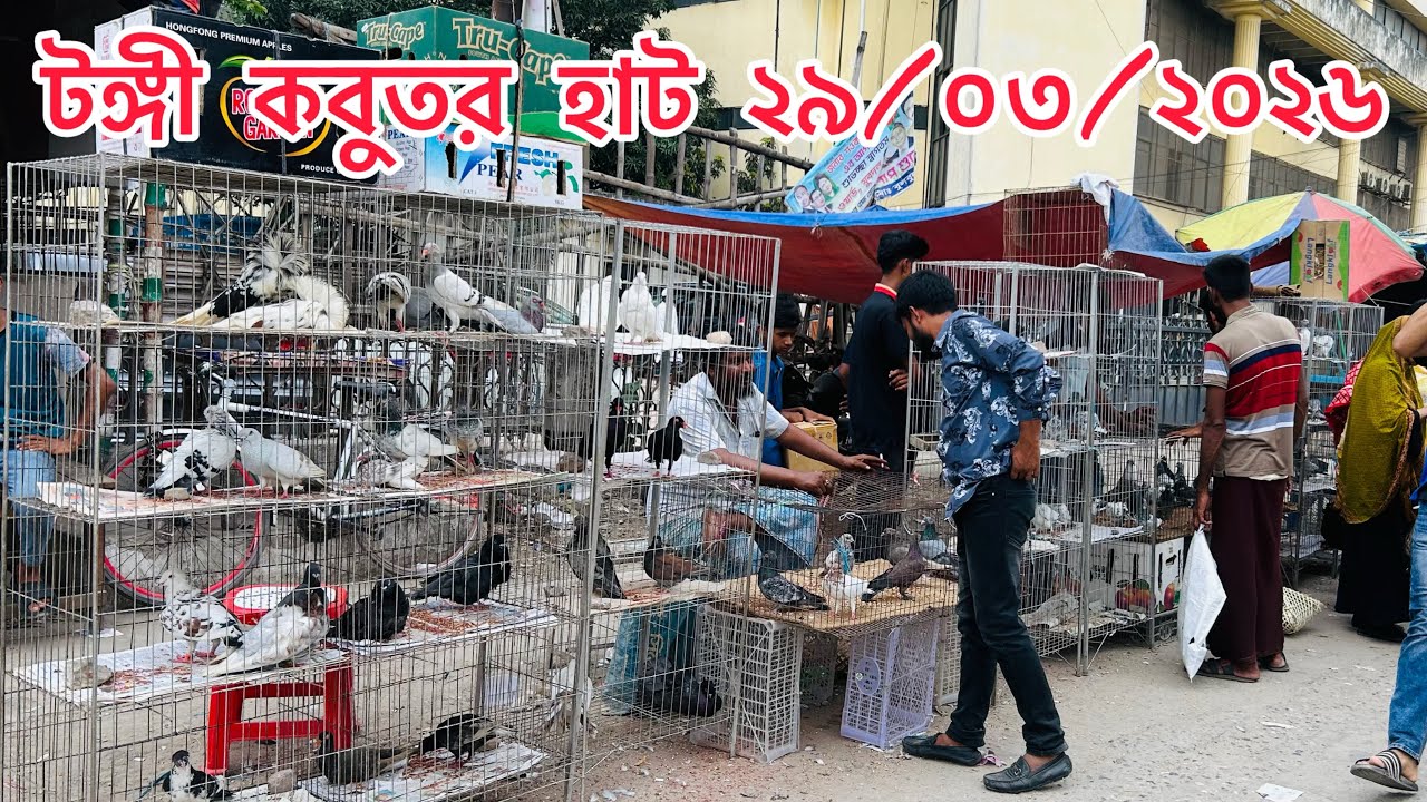 টঙ্গী কবুতর হাট ২৯/০৩/২০২৬ | Bangladeshi Pigeon Market 2026 | Kobutor Hat | MOHAMAD RAFI | 