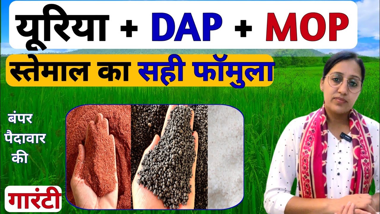 यूरिया खाद DAP और पोटाश का सही इस्तेमाल | mop fertilizer | dap fertilizer | urea fertilizer | npk