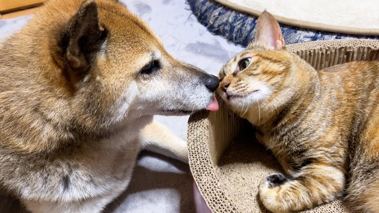 不器用な柴犬パパに突然ペロペロされた時の猫の反応♥
