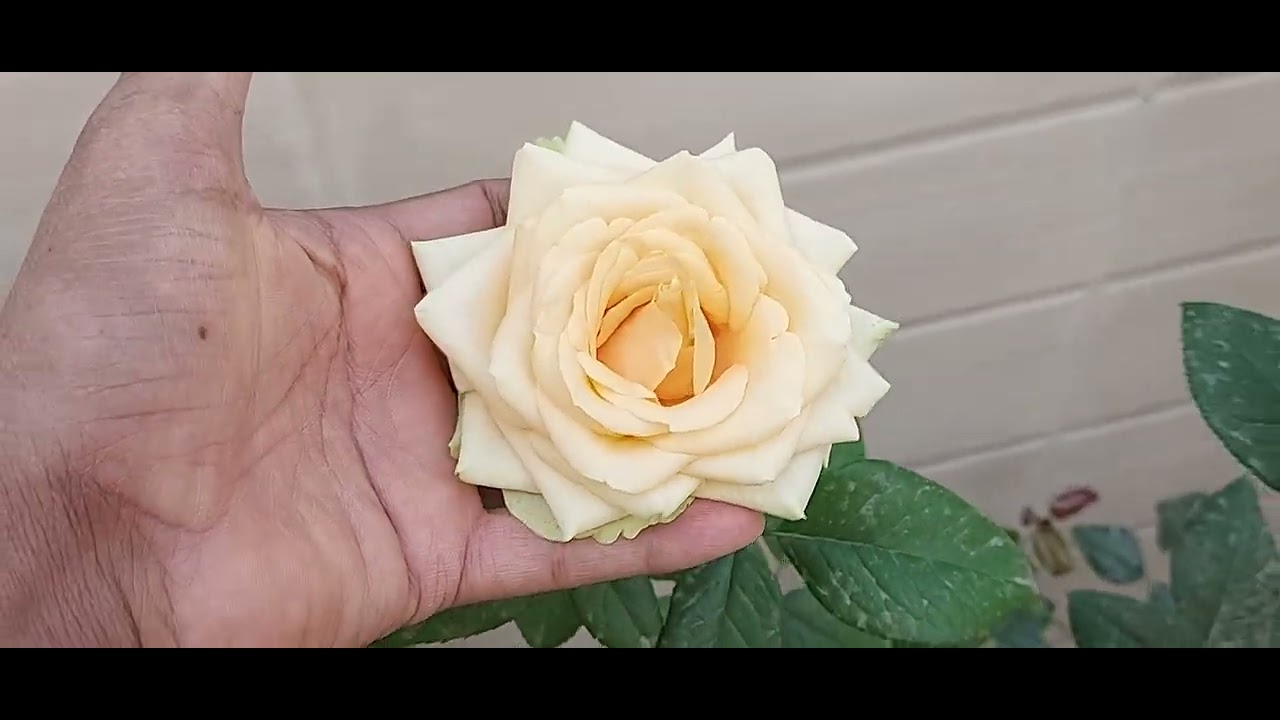 Garden Overview And New Rose Plants Growth Updates ( 04-01-2026 ) #davidaustinroses #rose #garden 