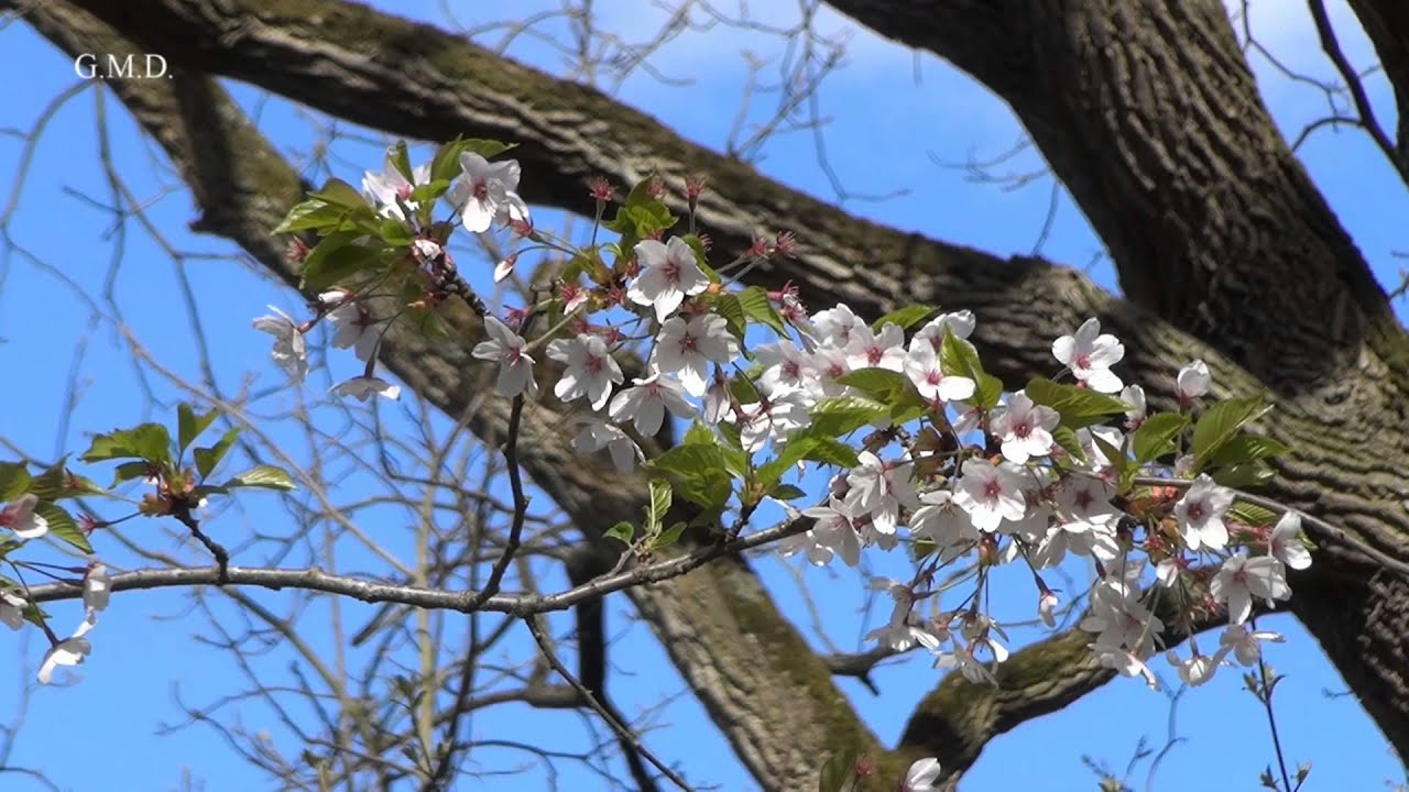 Lente 2013 HD