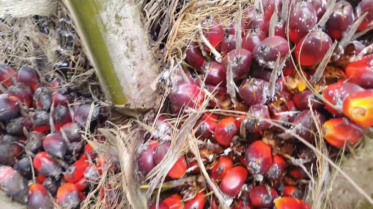 PUPUK NPK 12-12-17-2  untuk kelapa sawit jenis LONSUM BL1 umur 6 tahun