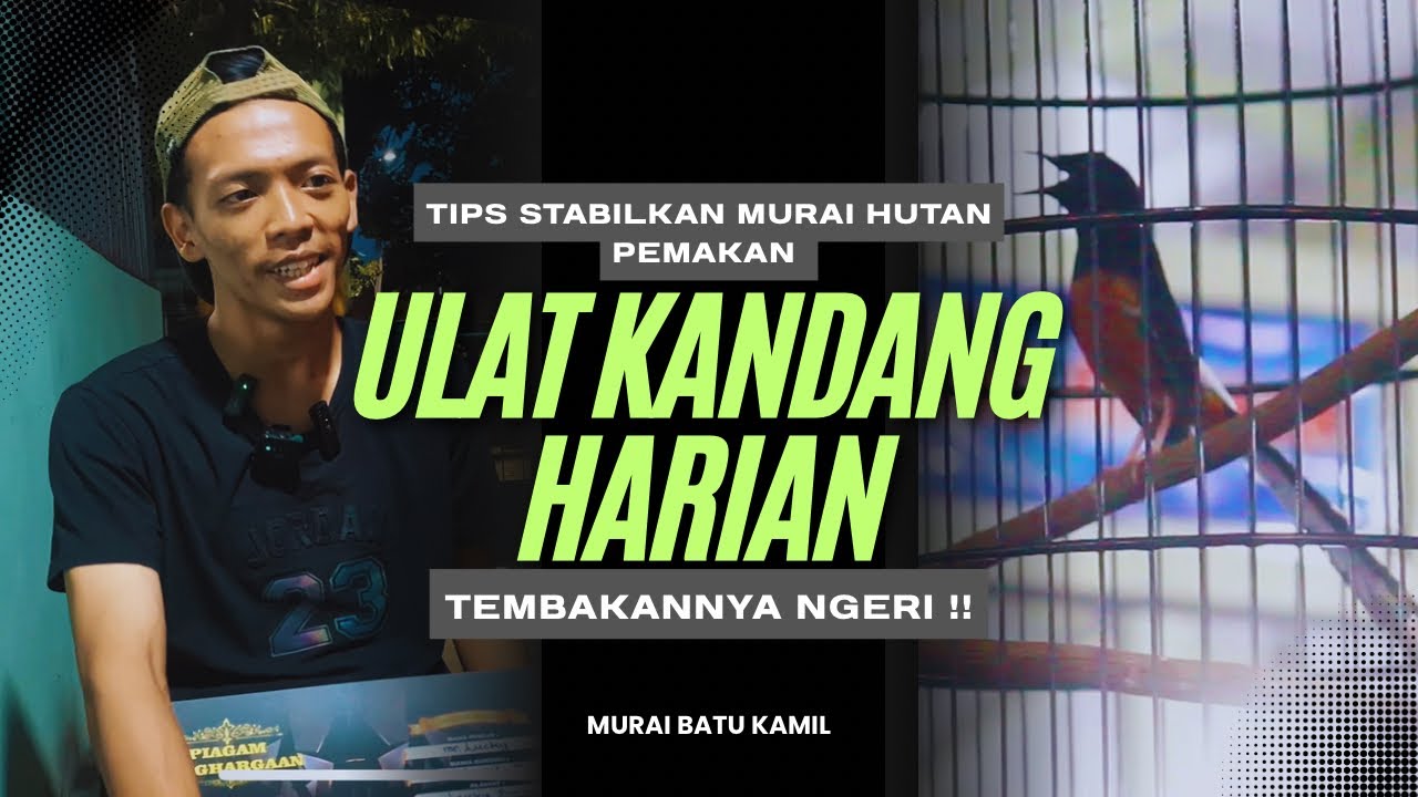Tembakannya Ngeri‼️Tips Aman Konsumsi Ulat Kandang Harian