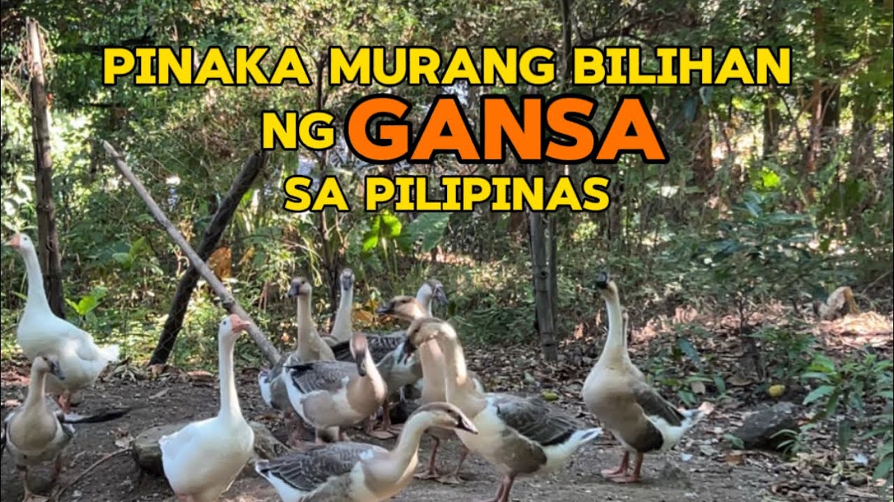 PINAKA MURANG BILIHAN NG GANSA SA PILIPINAS