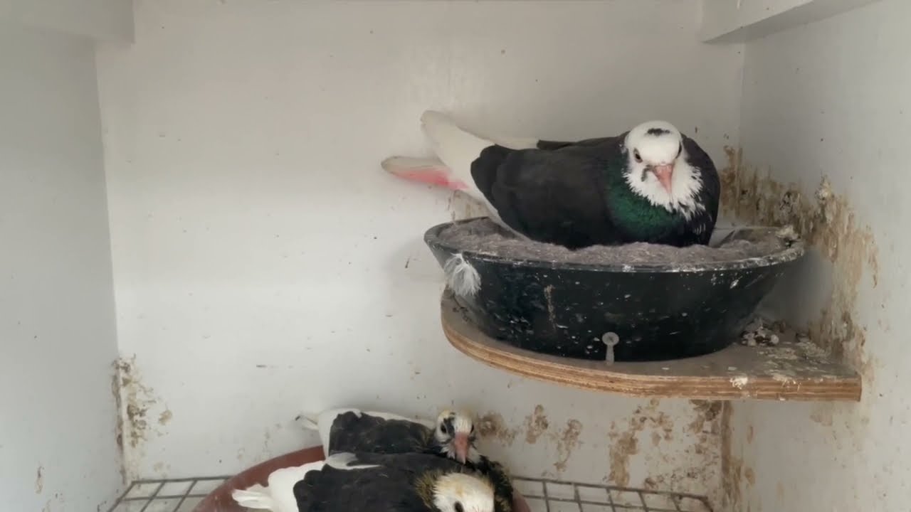 Birmingham Roller Pigeon's - 2022 Breeding Season