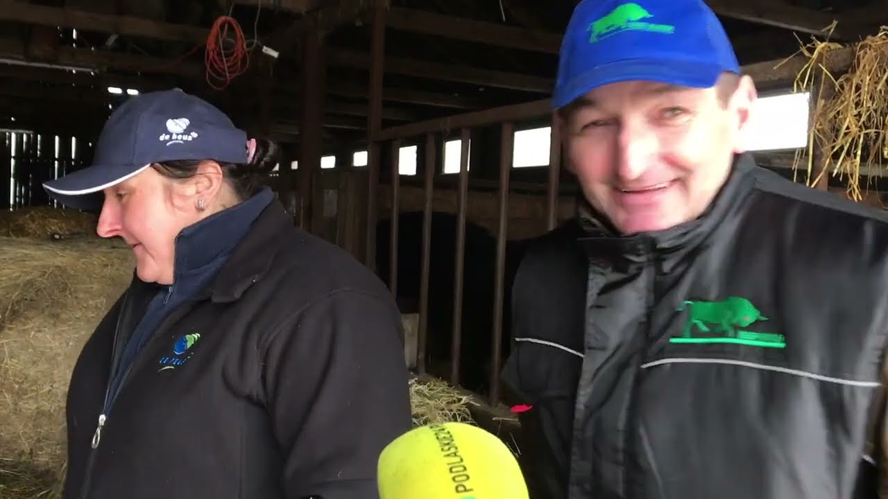 Byk Olaf opuszcza Bronowo