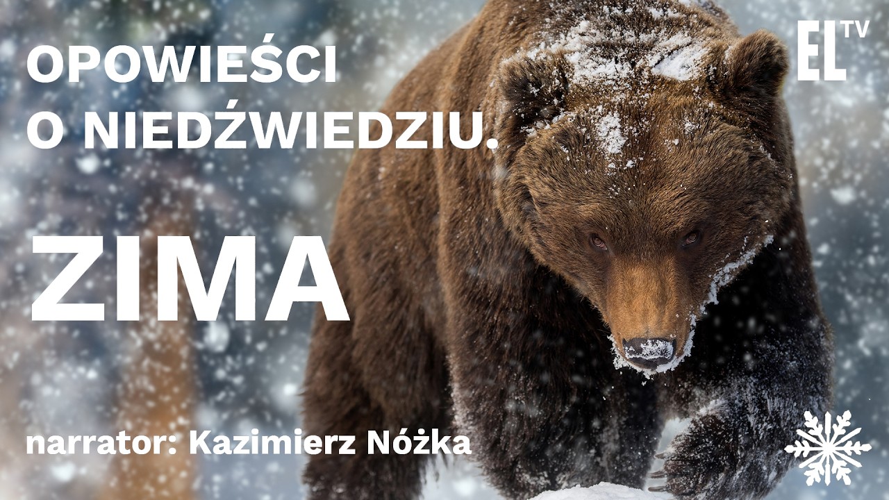 Opowieści o niedźwiedziu. Zima. Narrator: Kazimierz Nóżka