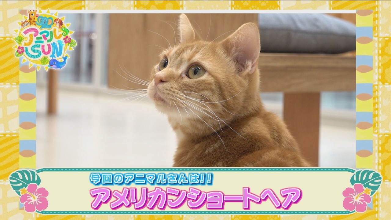 アニマルSUN【イーアス沖縄豊崎のネコカフェで暮らしている「チェダーくん」】