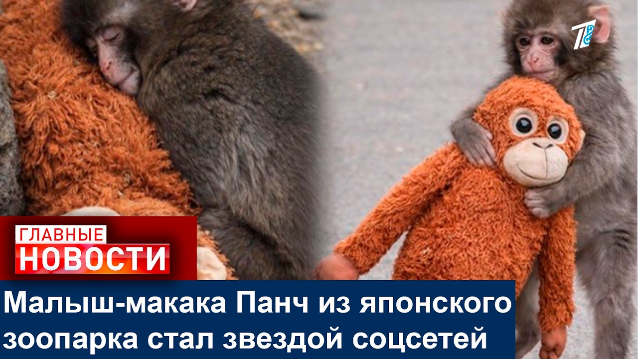 Малыш-макака Панч из японского зоопарка стал звездой соцсетей