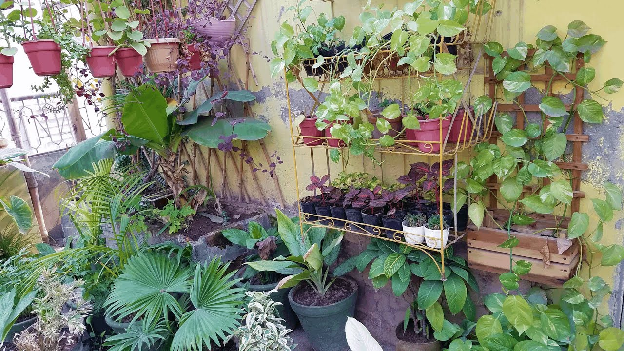 Mere Plants Meri Jaan