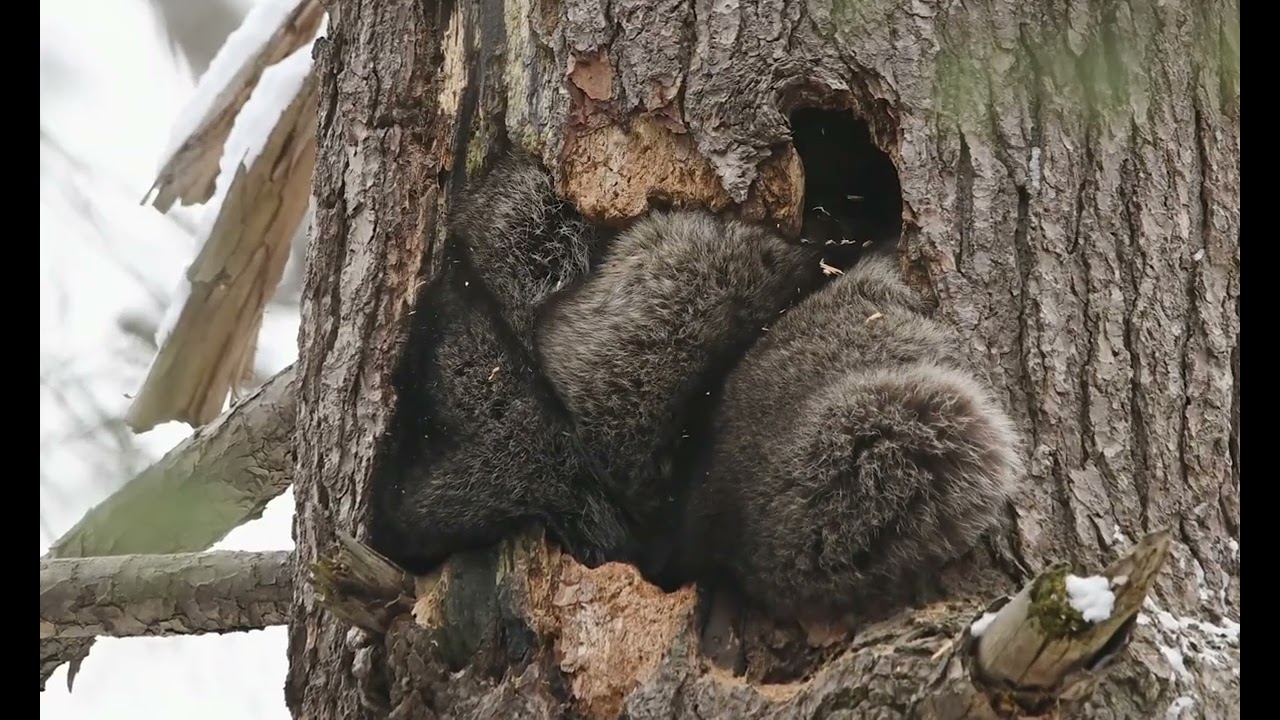 Winter Raccoons