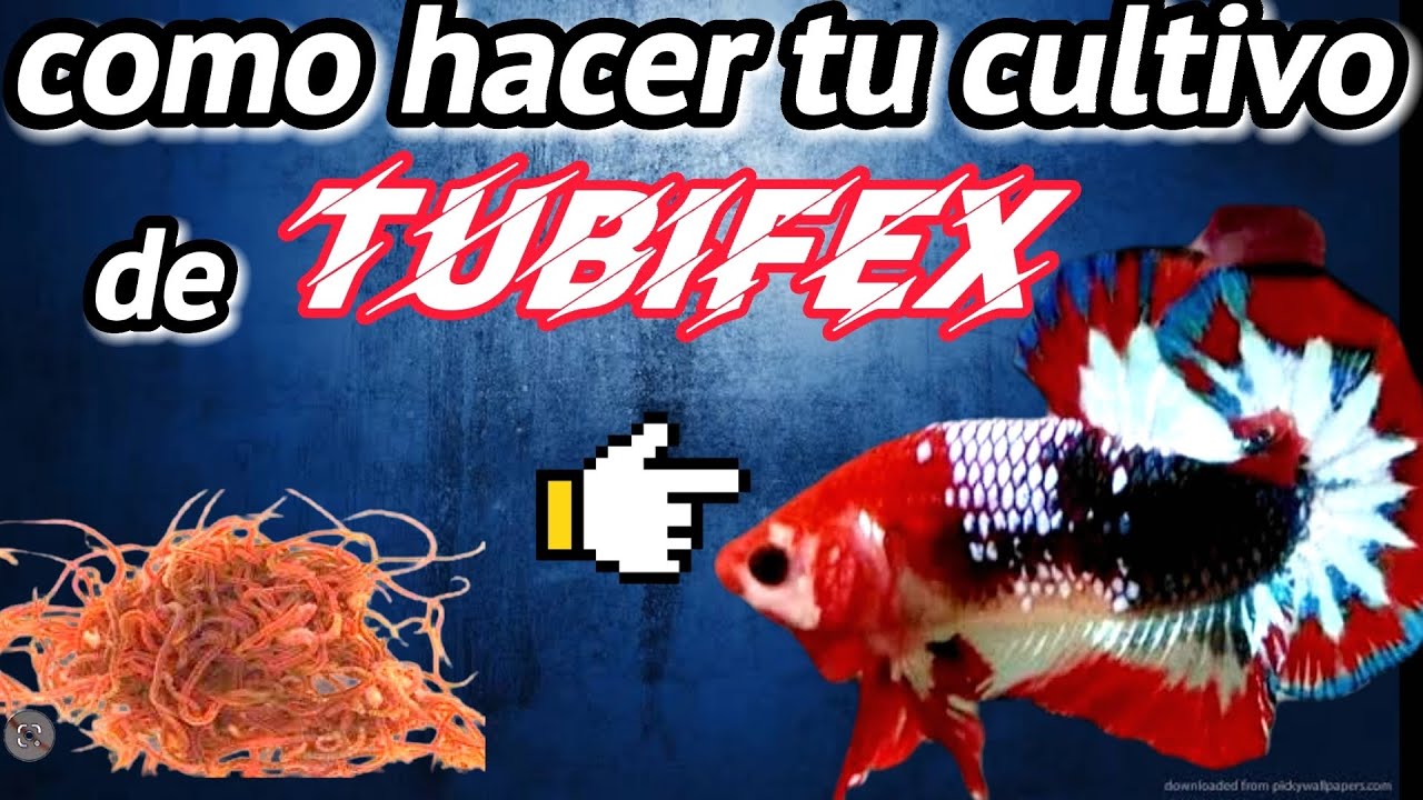 como hacer tu propio cultivo de Tubifex para peces bettas..