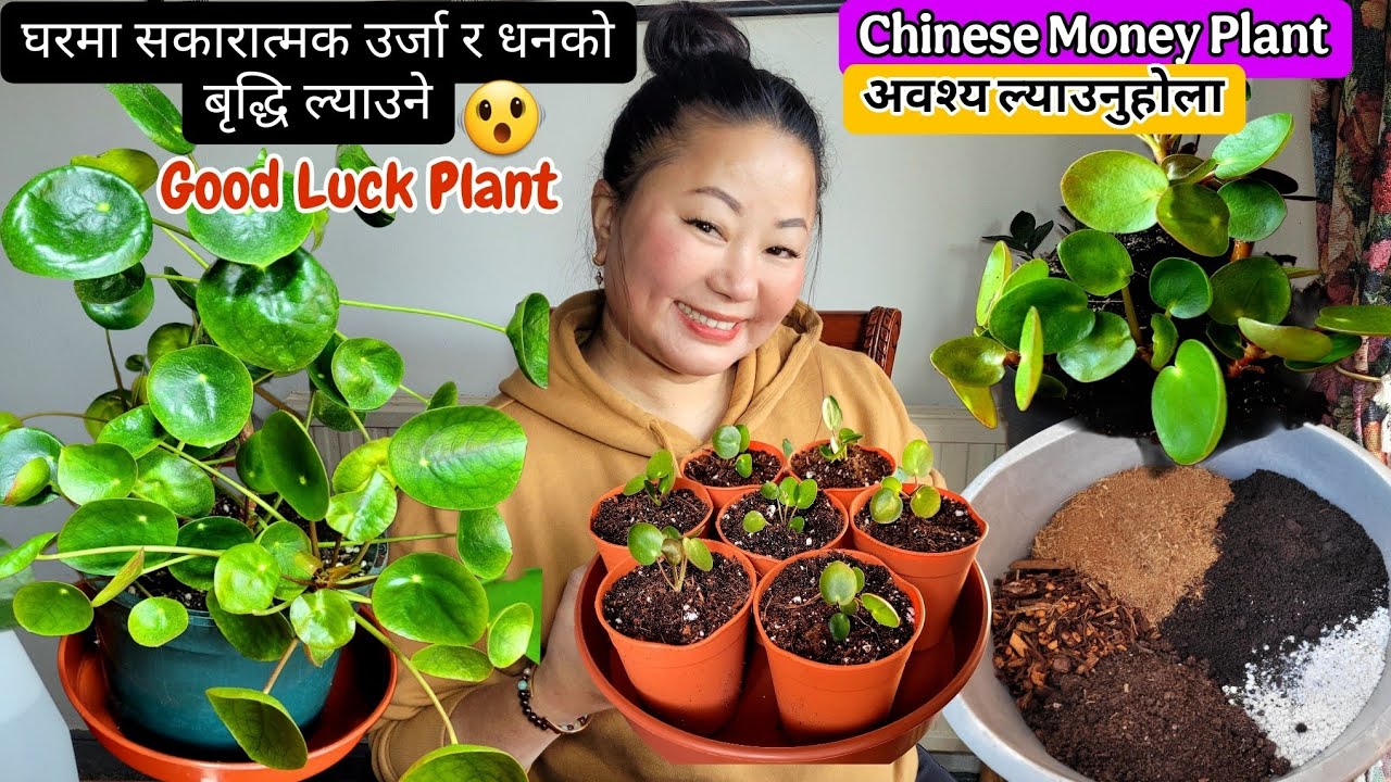 Пересадка китайского денежного дерева (Pilea Peperomioides) 🪴| Идеальная почвенная смесь Kasari B...