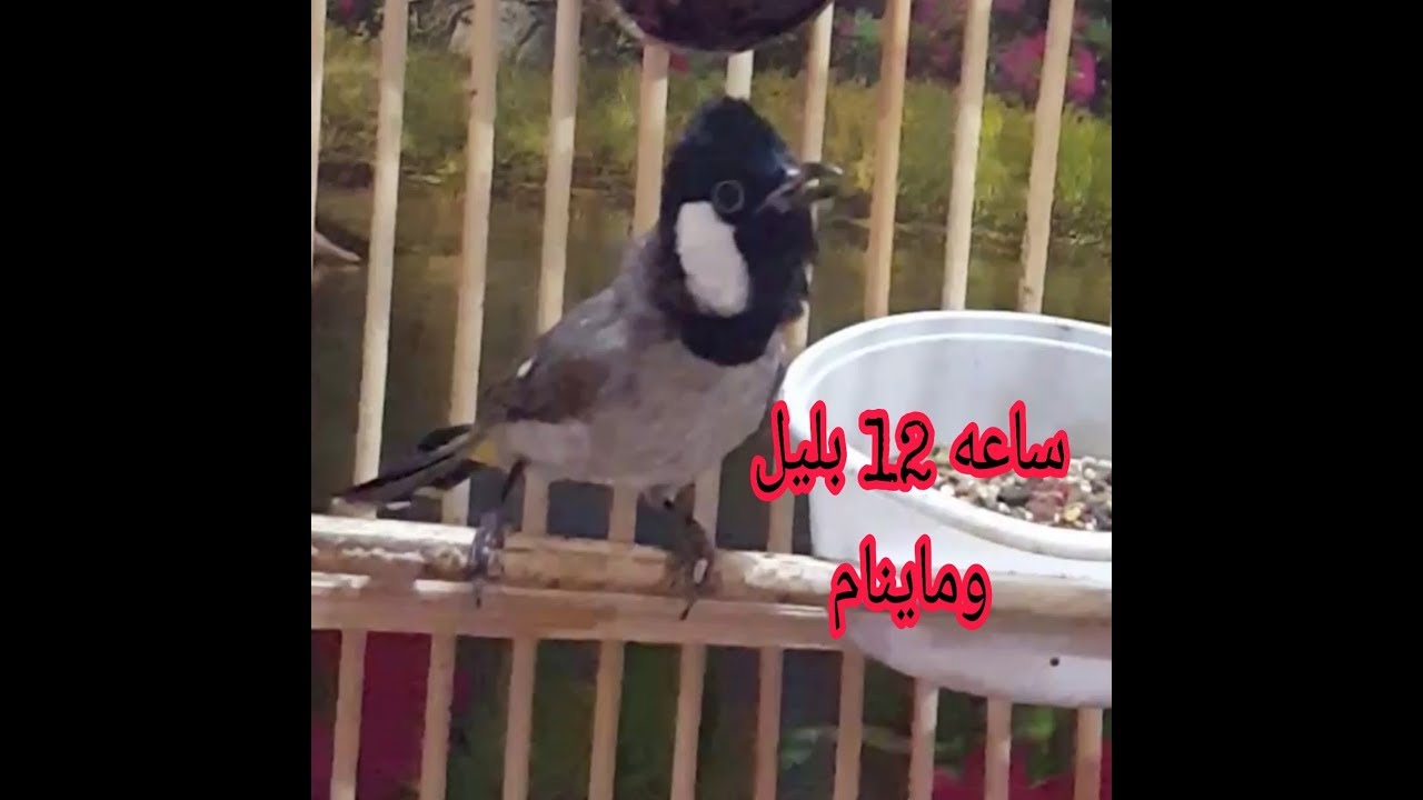 بلبل خام وحشي علوازي أول عزله سميته الصاحي لانه قافل ماينام 🤣