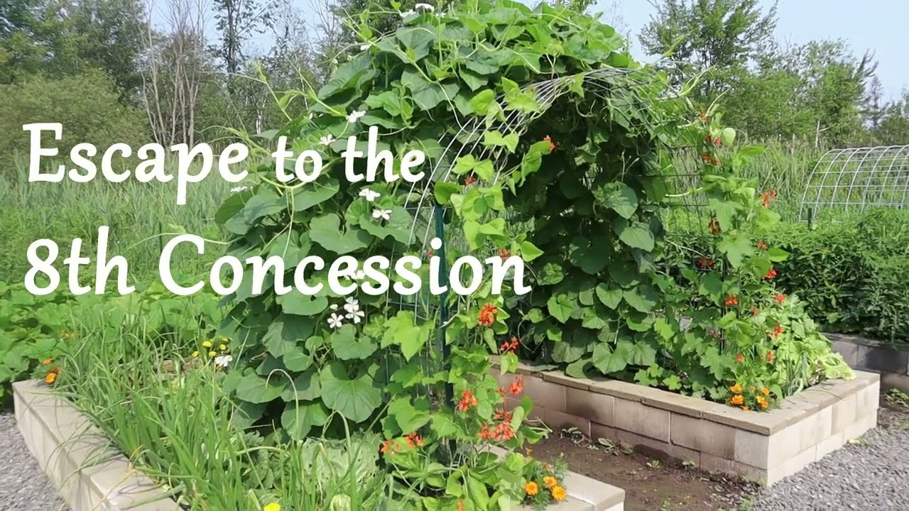 Garden Tour 2 - Gentlemen before Ladies in the Squash Blossom World