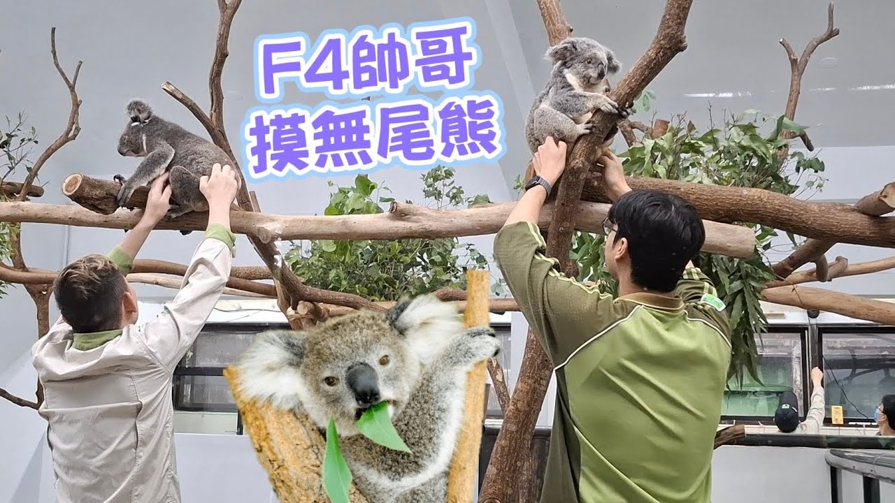 動物園F4帥哥摸無尾熊！嚕好嚕滿最療癒 4 keepers are petting the koala. 20250410