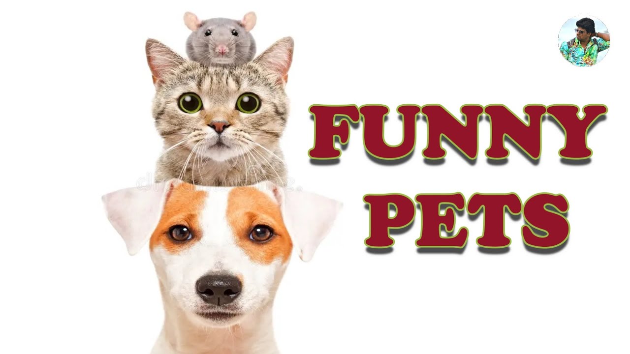 FUNNY PETS | FUNNY ANIMALS | ALAN JOHN | CATS AND DOGS | FUNNY VIDEO |