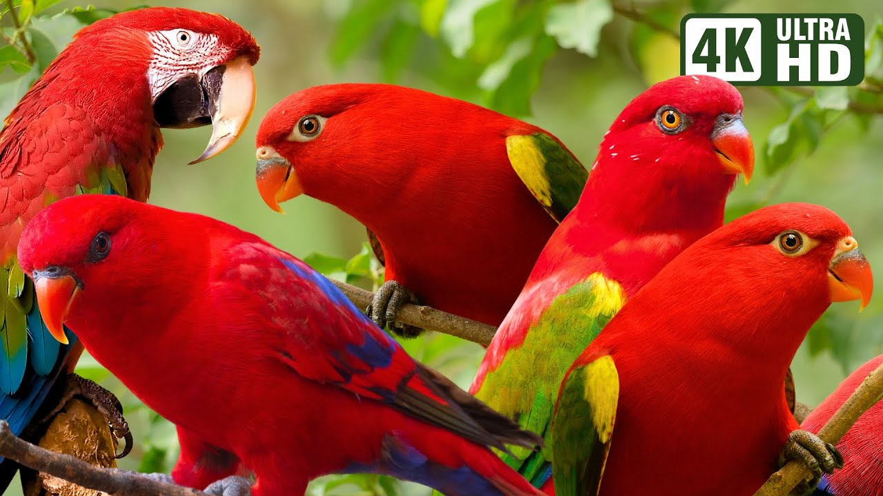 BEAUTIFUL RED PARROTS | AMAZING BIRDS | BIRDS SOUNDS FOR RELAXING | STUNNING NATURE | STRESS RELIEF