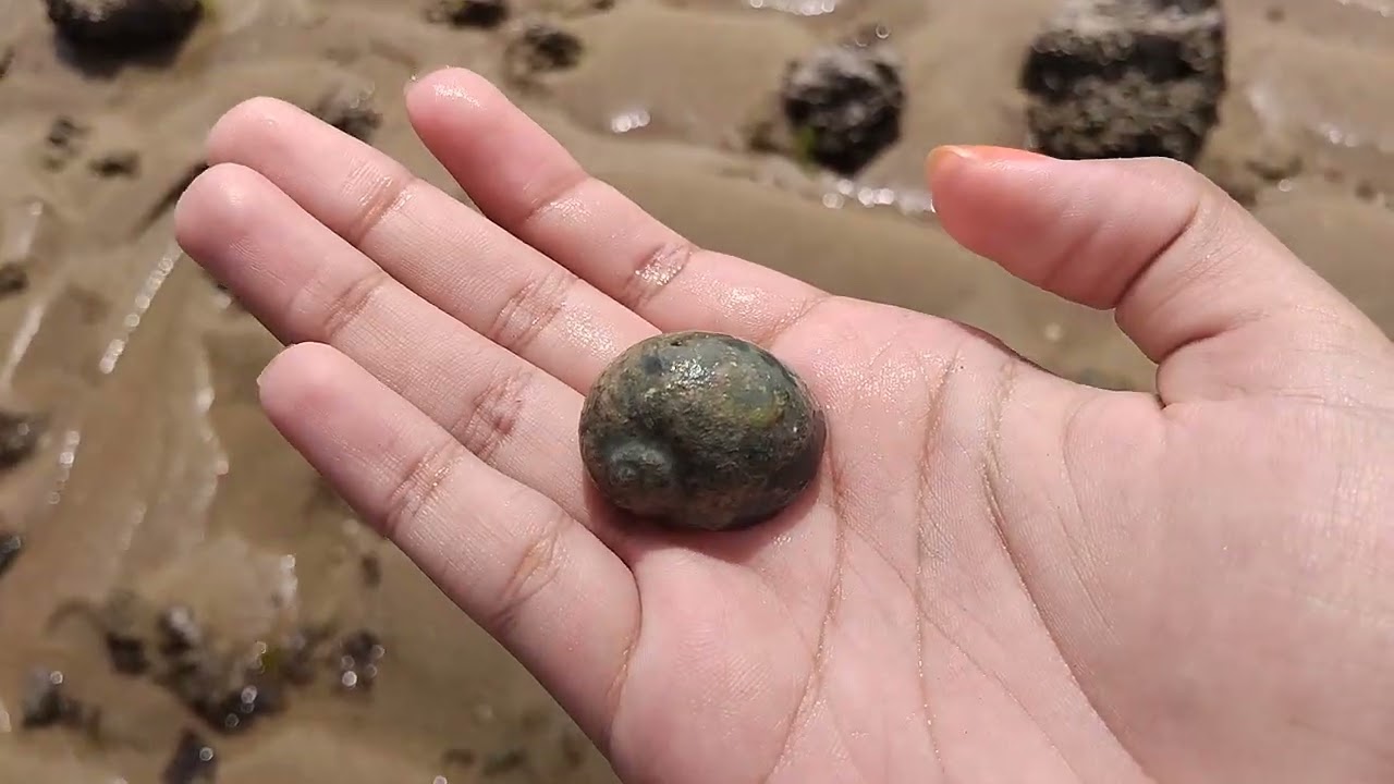 Procurando conchinhas na maré baixa🐚