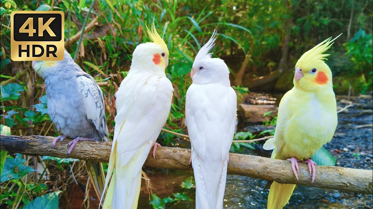 Immersive Cockatiel Whistles & Flowing Stream • 1 Hour of Enchanting Nature Sounds