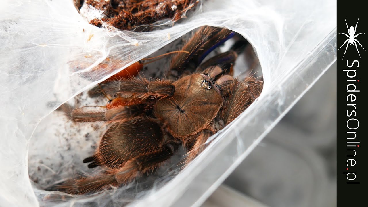 Rufilata już L1! Problem z seladonia, nowe samce i kokony - spidersonline.pl