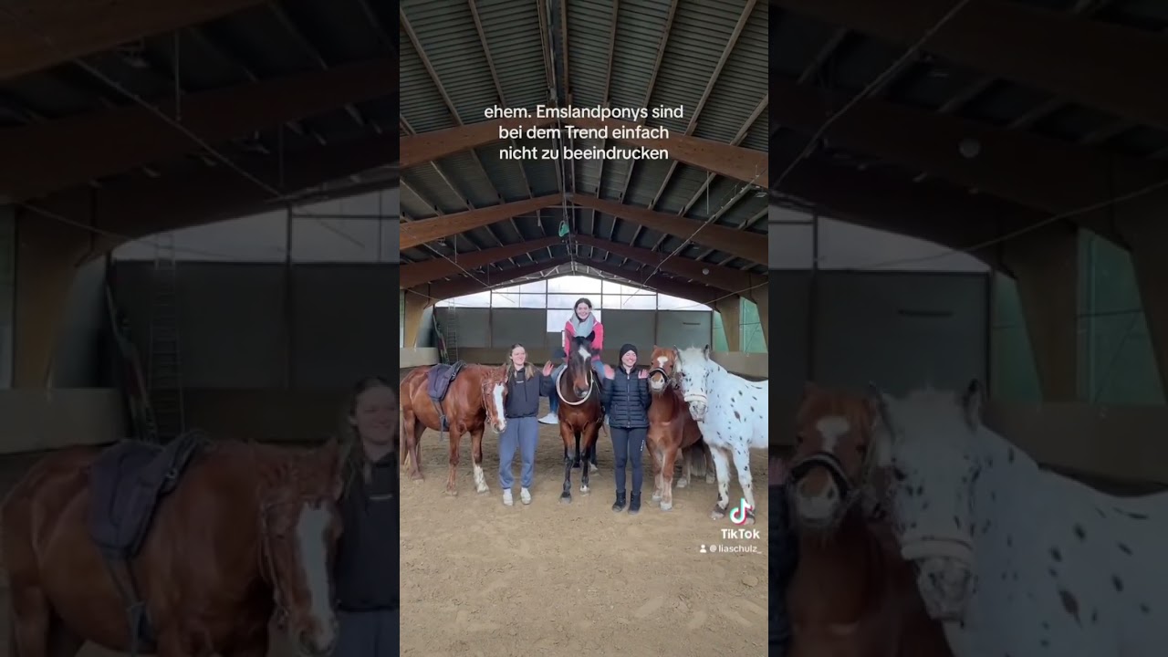 Welche ehemaligen emslandponys erkennt ihr ? #emsland #ehemaligesrohepony