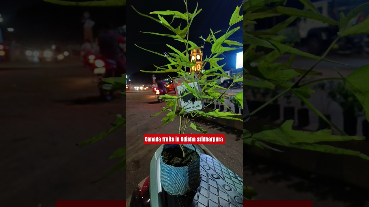 new member ✨✨ Asegale #song #tree #canada #odisha odisha