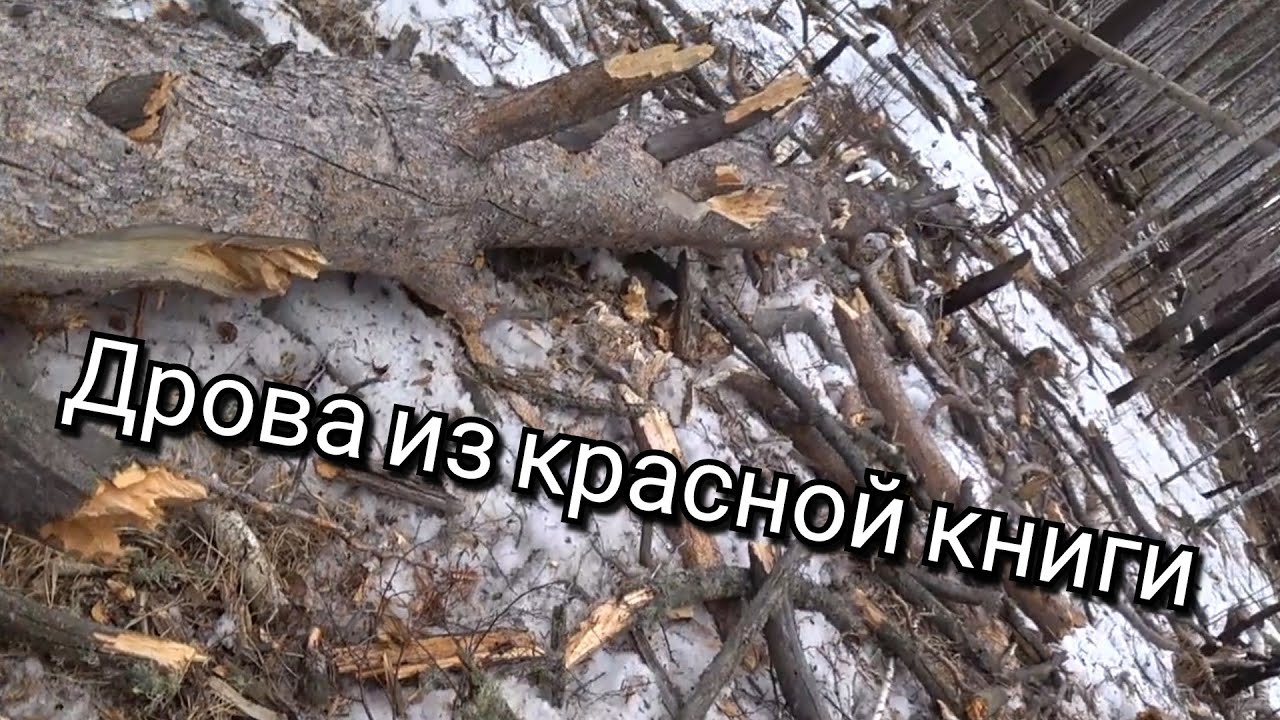 Russian lumberjack!  ЗАВАЛИЛ ГИГАНСКОЕ ДЕРЕВО!!! ДРОВА ИЗ КРАСНОЙ КНИГИ!!!